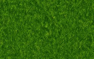 texture grass green