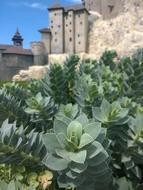 beautiful plants in front of buildings