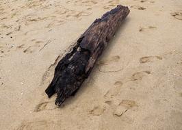 Beach Sand Sea Drift wood