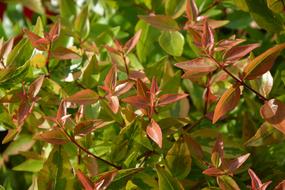 lowering bush in the garden