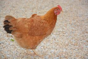 brown chicken on the sand