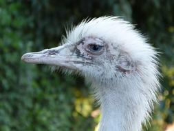 Rhea Bird South