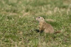 Gopher Mammal Animal