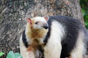 Portrait of the cute and colorful, beautiful animal near the wood, among the plants