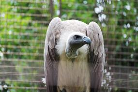 Colorful condor bird behind the fence, near the green plants in the zoo