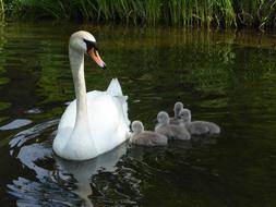 Swan Masuria Bird at nature