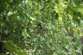 Nuthatch Green Wild