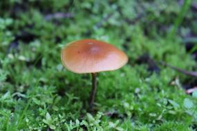 brown mushroom in the forest