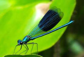 Animal Dragonfly Insect at nature
