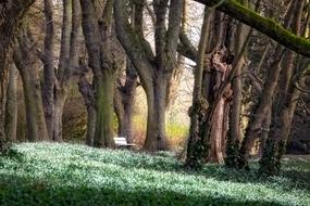 beautiful forest with trees