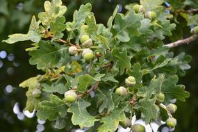 green unripe fruit on a tree