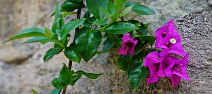 bougainvillea vine with Purple Flower at stone wall