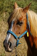 Spanish Arabic Horse