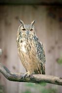 eagle Bubo Owl Sitting