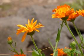 orange sunlit flowers