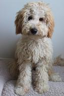 cute labradoodle dog puppy