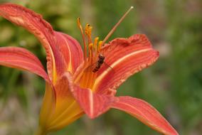 Daylily Insect
