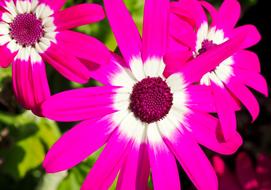 osteospermum, african Daisies, pink white Flowers