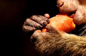 barbary ape gnaws carrots, close-up