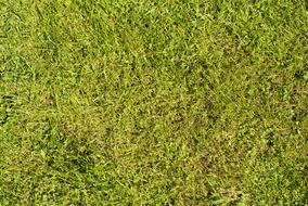 Texture Green grass