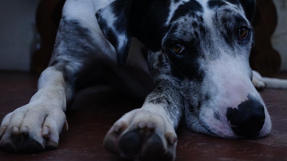 Big Dog pet