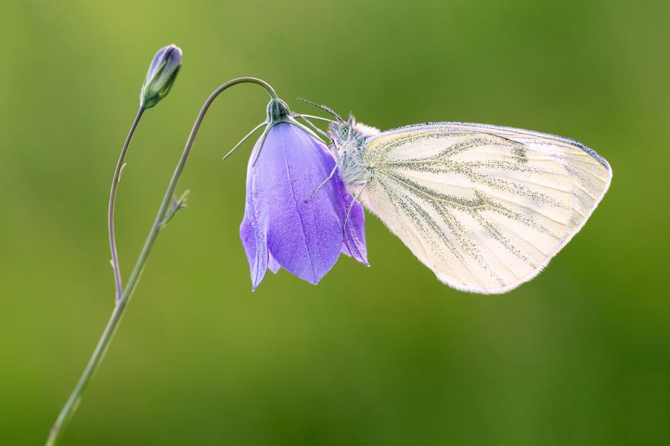 beautiful white butterfly on a bright flower