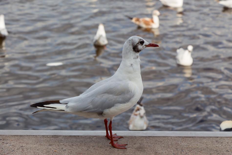 seagull on the parapet on the shore near the sea