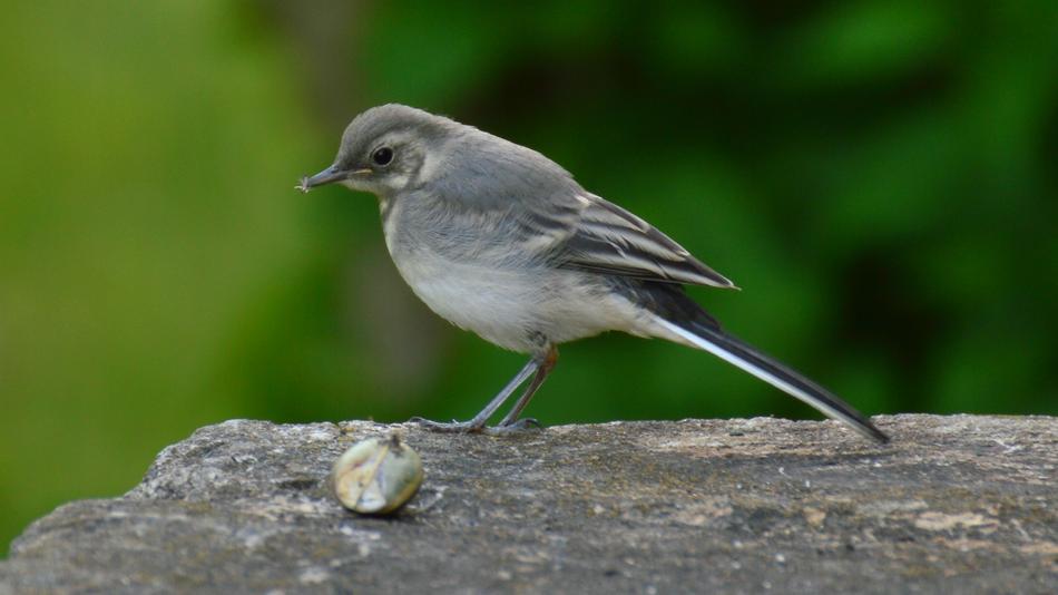 small bird with grain