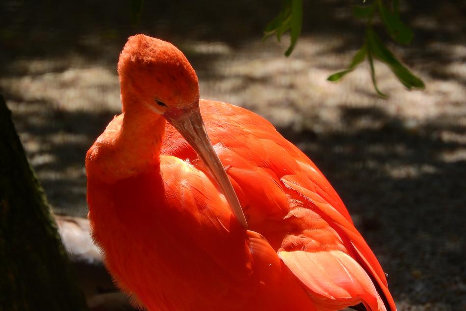 The red bird is beautiful.