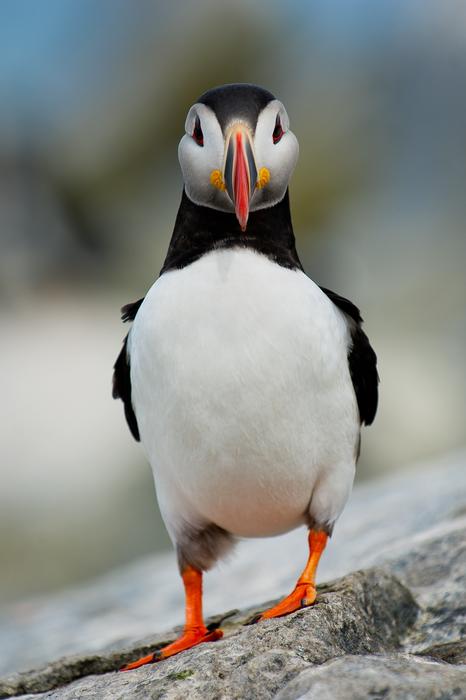 Bird Beak Feather