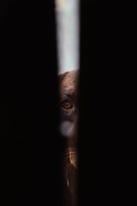 View of the brown and black, dark dog in the hole of construction