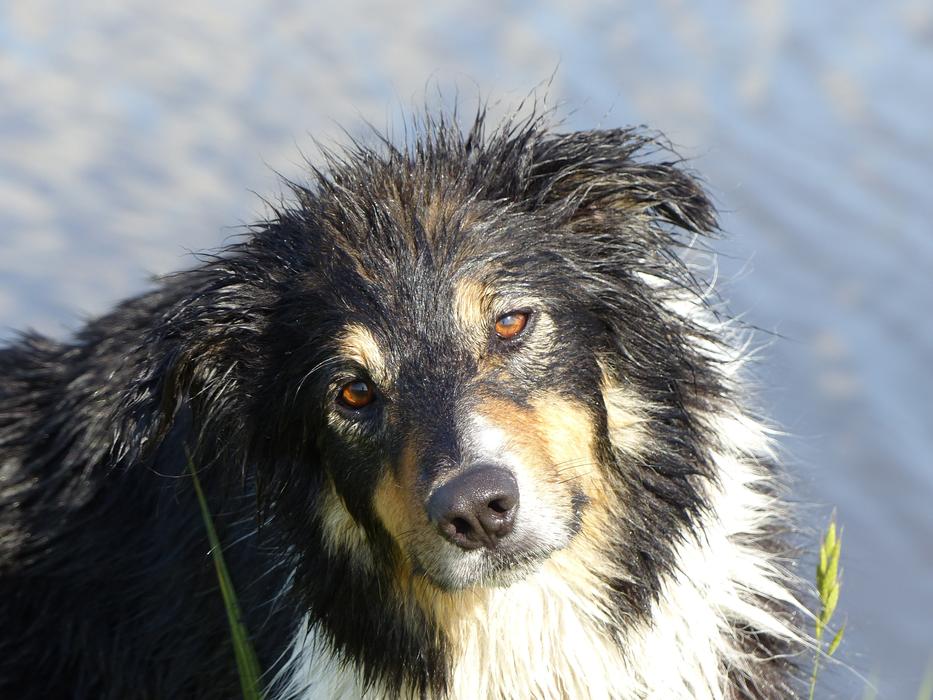 Portrait of the colorful and beautiful, cute, furry Border Collie dog in light