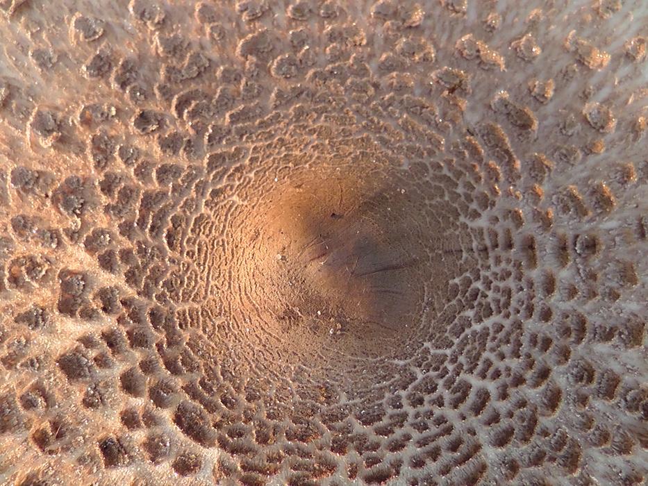 Close up of a mushroom with holes