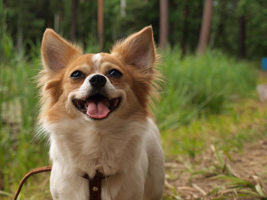 Dog Chihua Hua at Nature