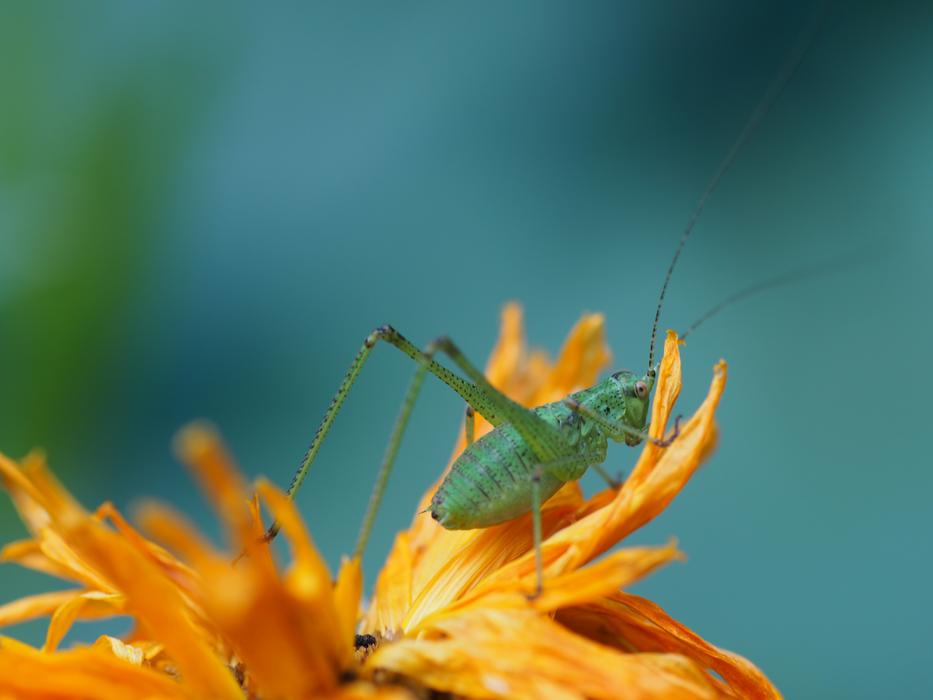 green grasshopper on yellow flower on blurred background