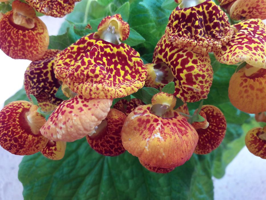exotic flowers on the bush