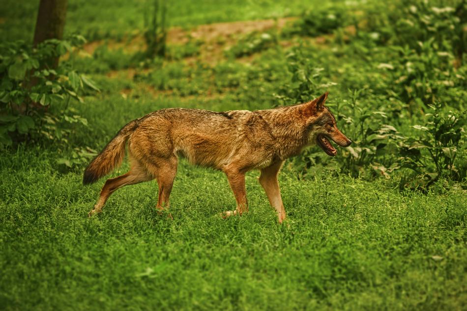 Dog Animal German Sheperd