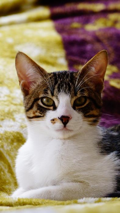 young cat laying on cloth staring