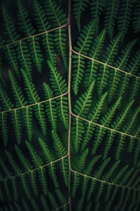 Leaves Nature Plant