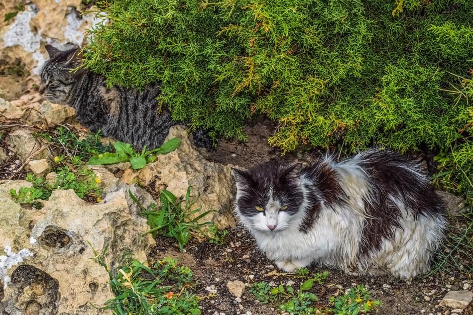 Feral Shelter Cats at Rainy day