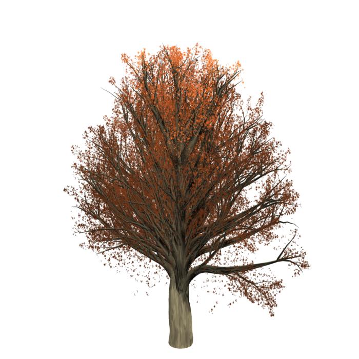 lonely autumn tree