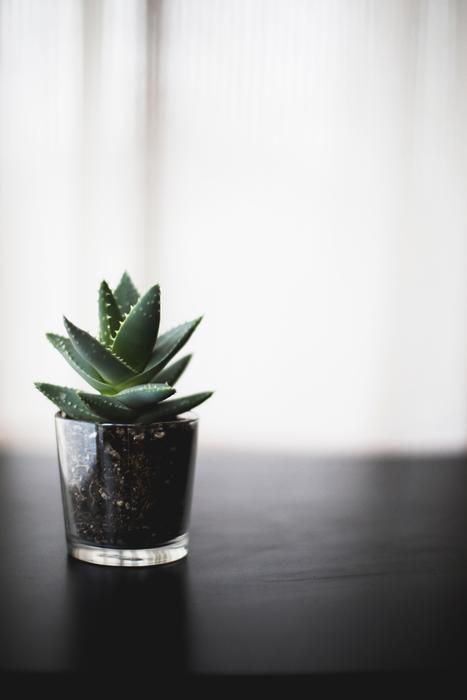 house flower in a vase on the table