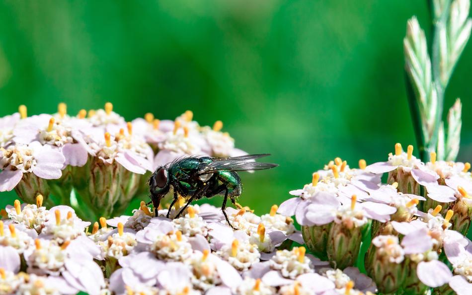 Goldfliege Lucilia Sericata Fly
