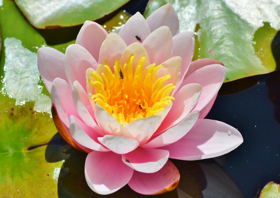 open lily bud in a lake
