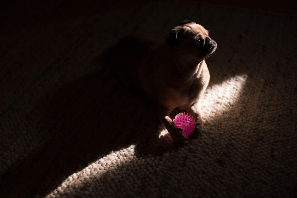Dark Room Pug