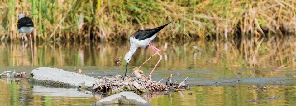 bird's nest on the water