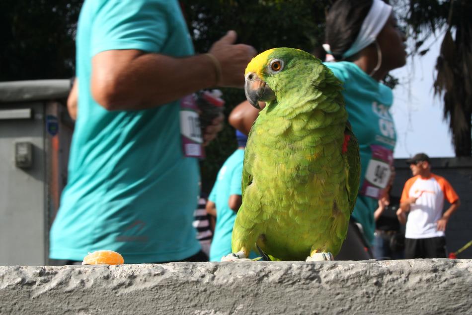 Urban Caracas City bird