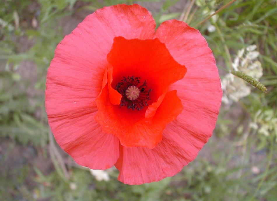 poppy open in the field