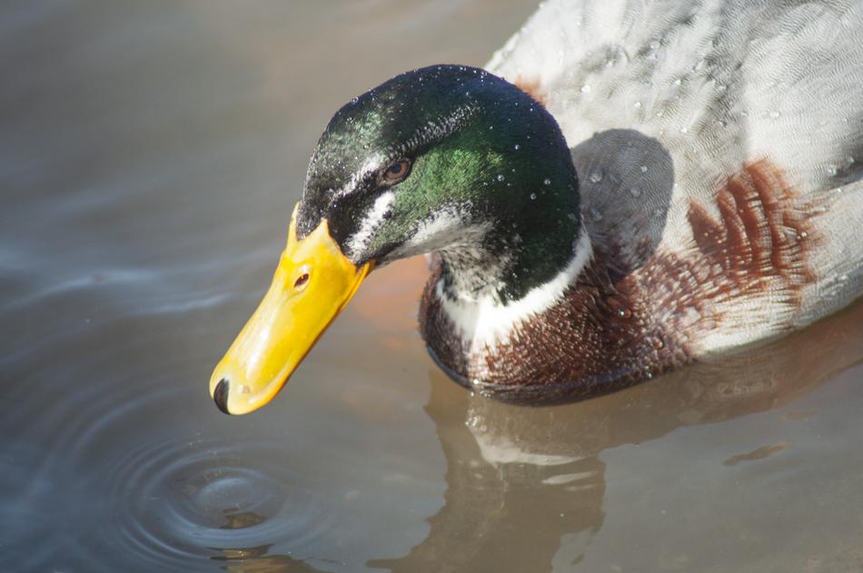 Closeup view of Duck on Farm