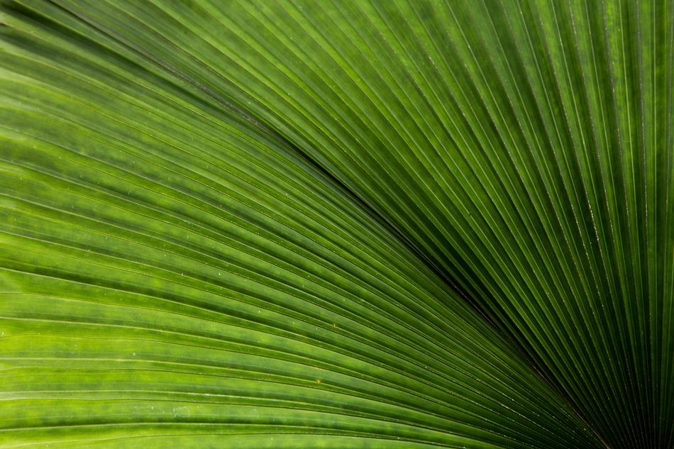 palm leaf as background